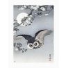 Japanese print, Cherry blossoms and Owl, OHARA KOSON